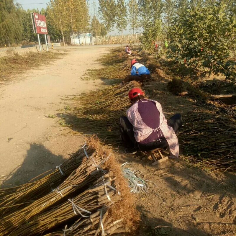 批发无花果苗一年苗波姬红布兰瑞克成活率高