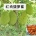 红心木瓜苗，黑金刚连雾苗，香蕉苗，红肉菠萝苗