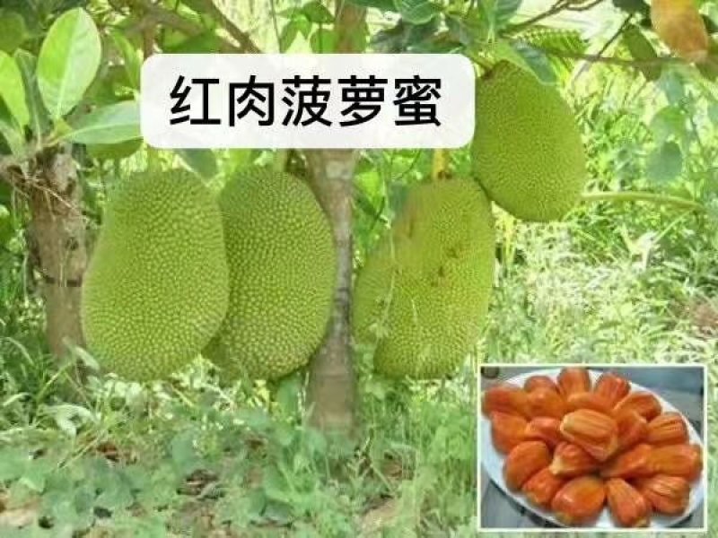 红心木瓜苗，黑金刚连雾苗，香蕉苗，红肉菠萝苗