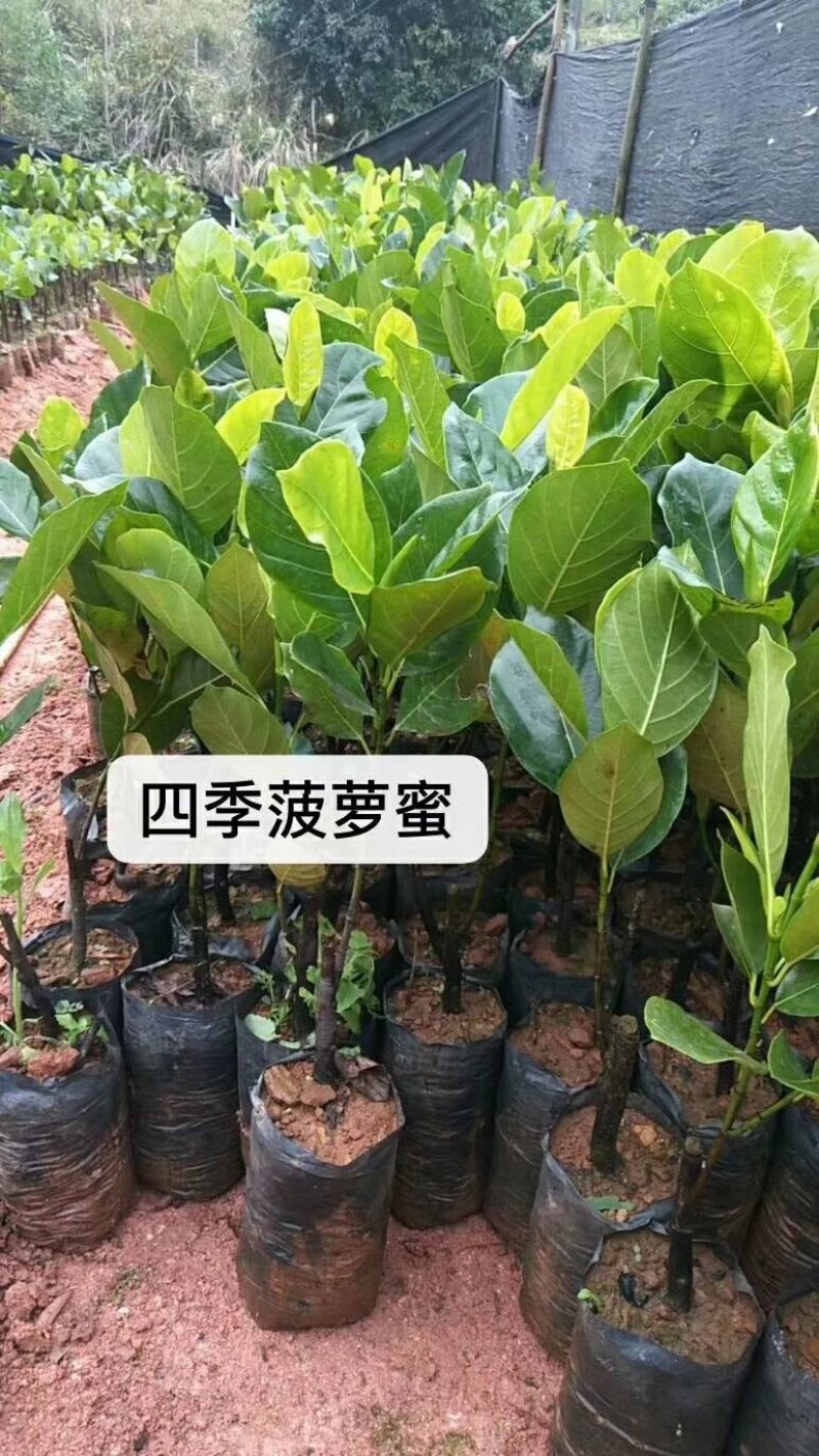 红心木瓜苗，黑金刚连雾苗，香蕉苗，红肉菠萝苗