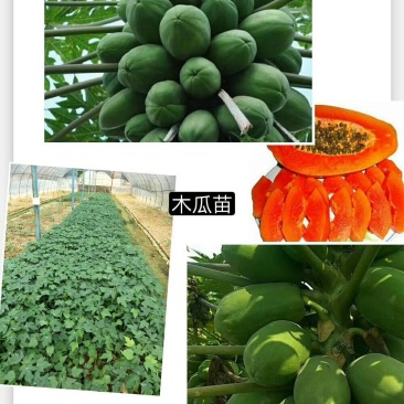 红心木瓜苗，黑金刚连雾苗，香蕉苗，红肉菠萝苗