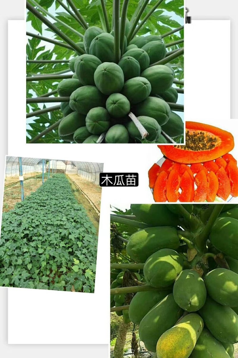 红心木瓜苗，黑金刚连雾苗，香蕉苗，红肉菠萝苗