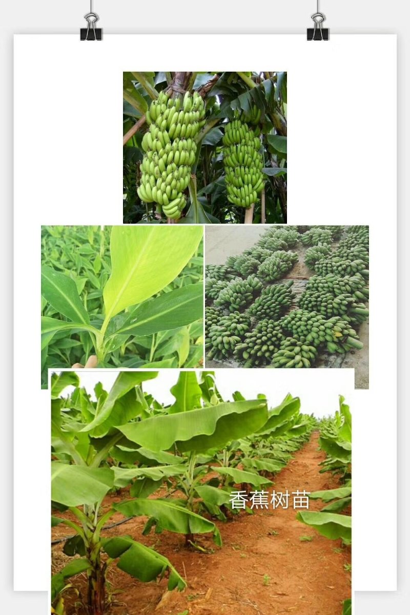 红心木瓜苗，黑金刚连雾苗，香蕉苗，红肉菠萝苗