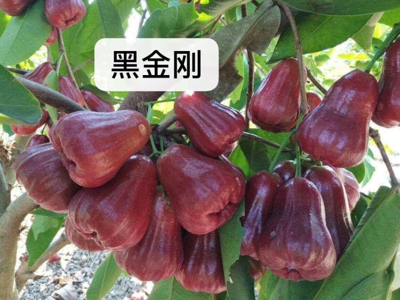 红心木瓜苗，黑金刚连雾苗，香蕉苗，红肉菠萝苗