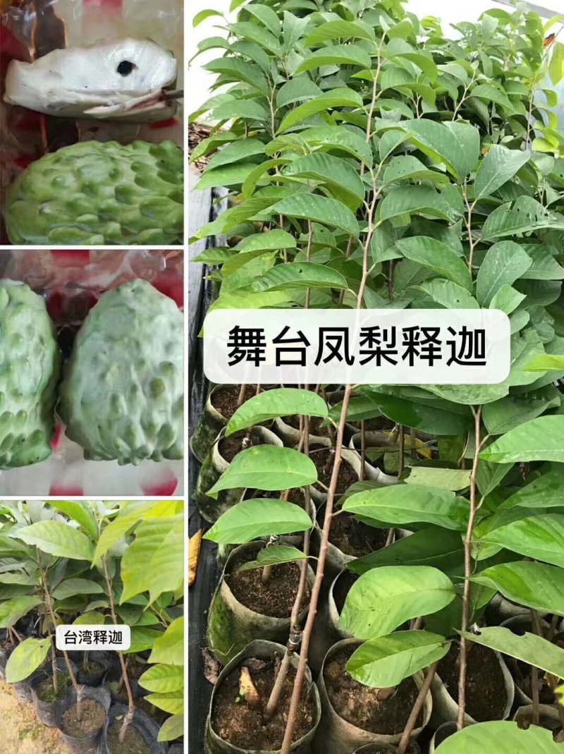 红心木瓜苗，黑金刚连雾苗，香蕉苗，红肉菠萝苗