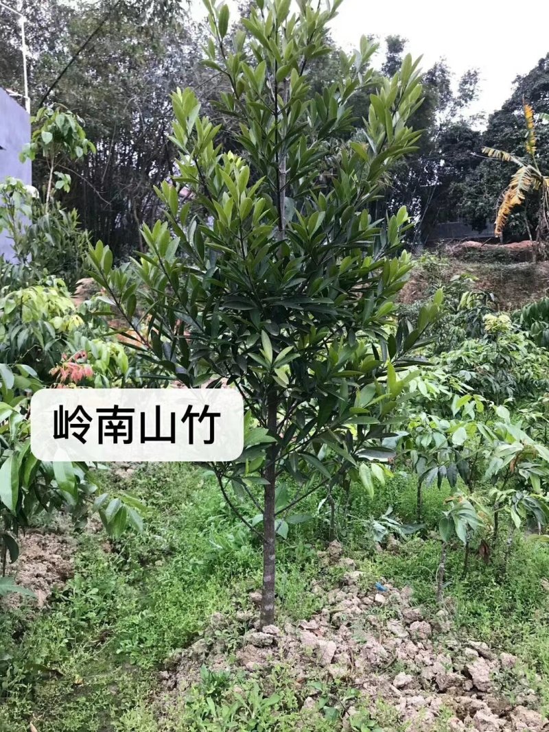 红心木瓜苗，黑金刚连雾苗，香蕉苗，红肉菠萝苗