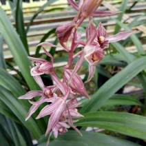 墨兰，桃姬，粉色花，花香，勤芽勤花