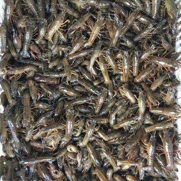 出售小龙虾苗，种虾苗，成品虾，，，，，，。。
