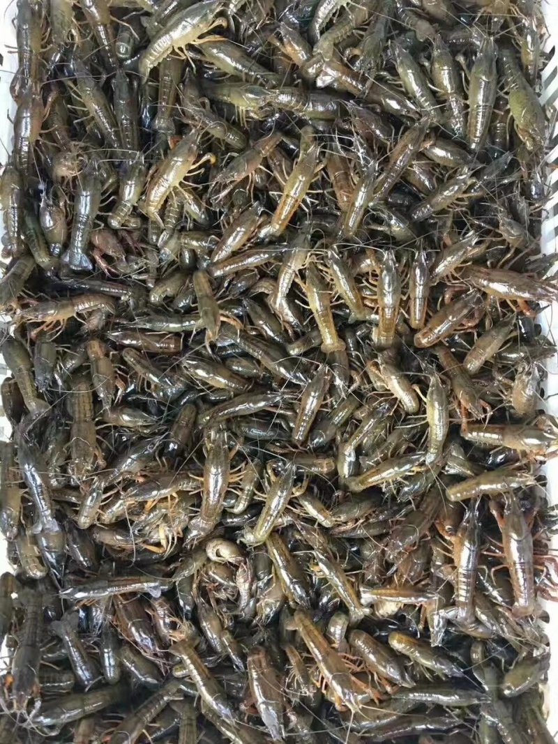出售小龙虾苗，种虾苗，成品虾，，，，，，。。