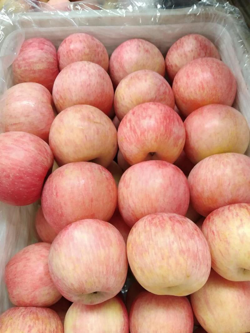 冷库红富士苹果大量出库，冰糖心苹果，产地直供，保证质量