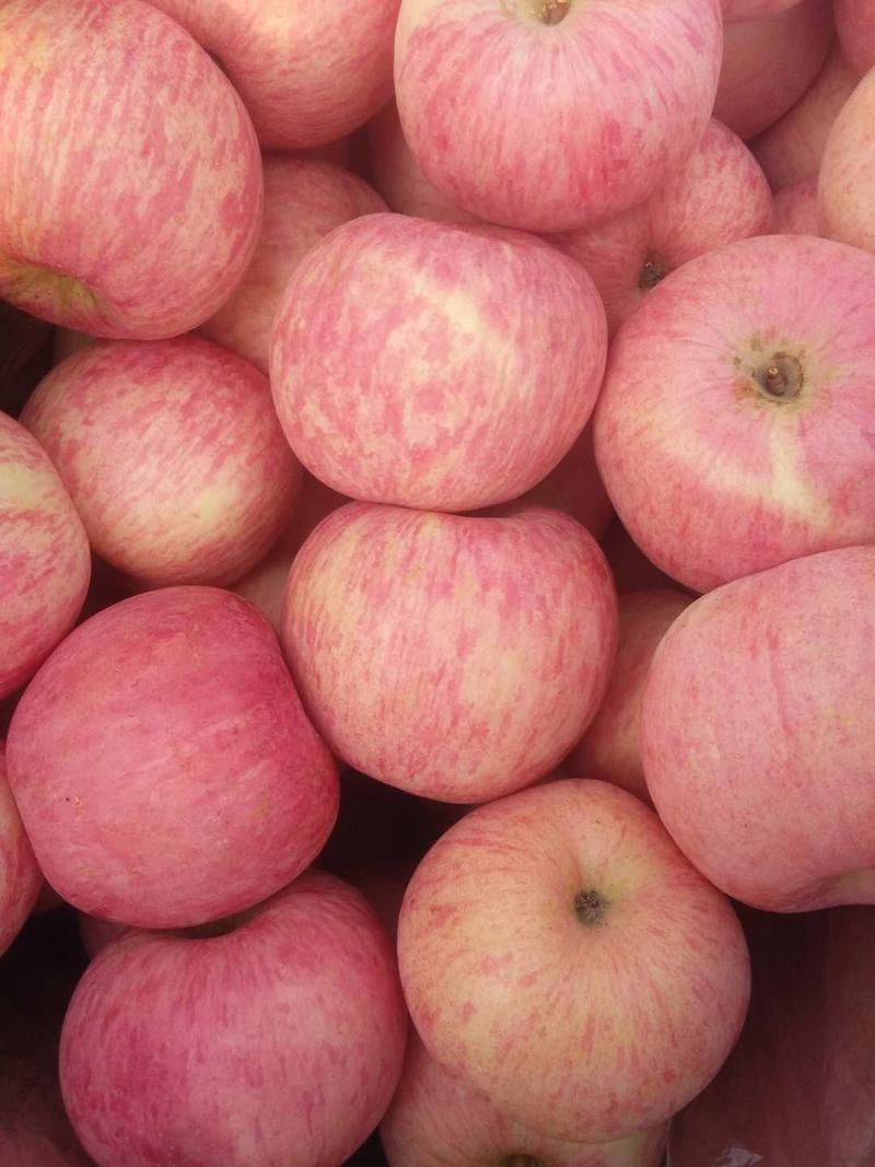 冷库红富士苹果大量出库，冰糖心苹果，产地直供，保证质量