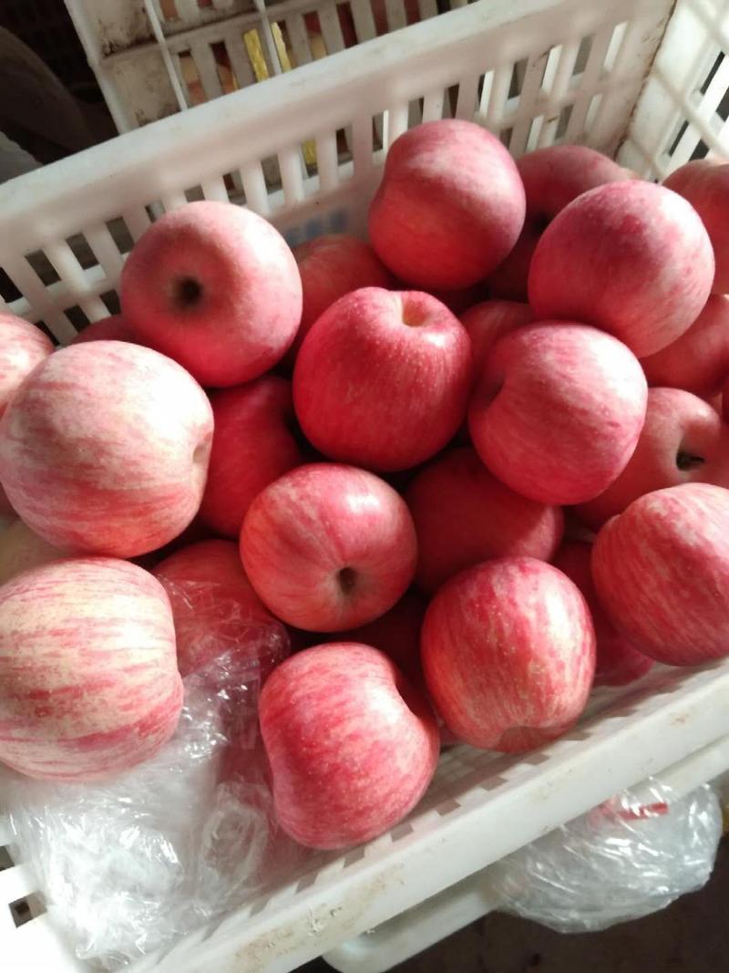 红富士苹果大量上市价格不高欢迎采购脆甜视频产地看货