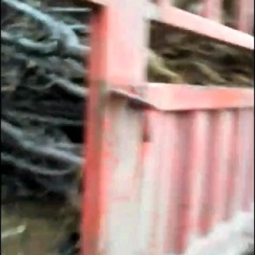 占地梨树