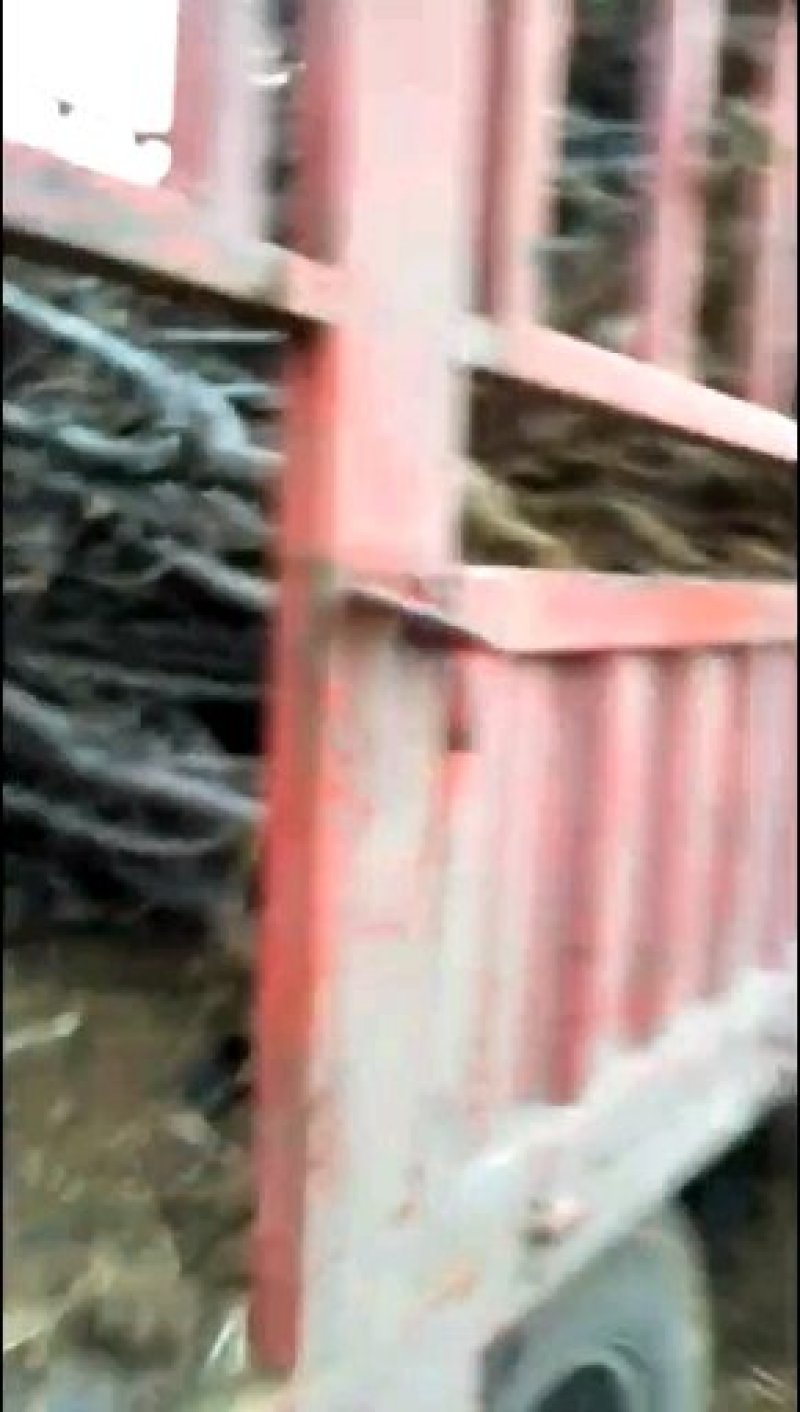 占地梨树