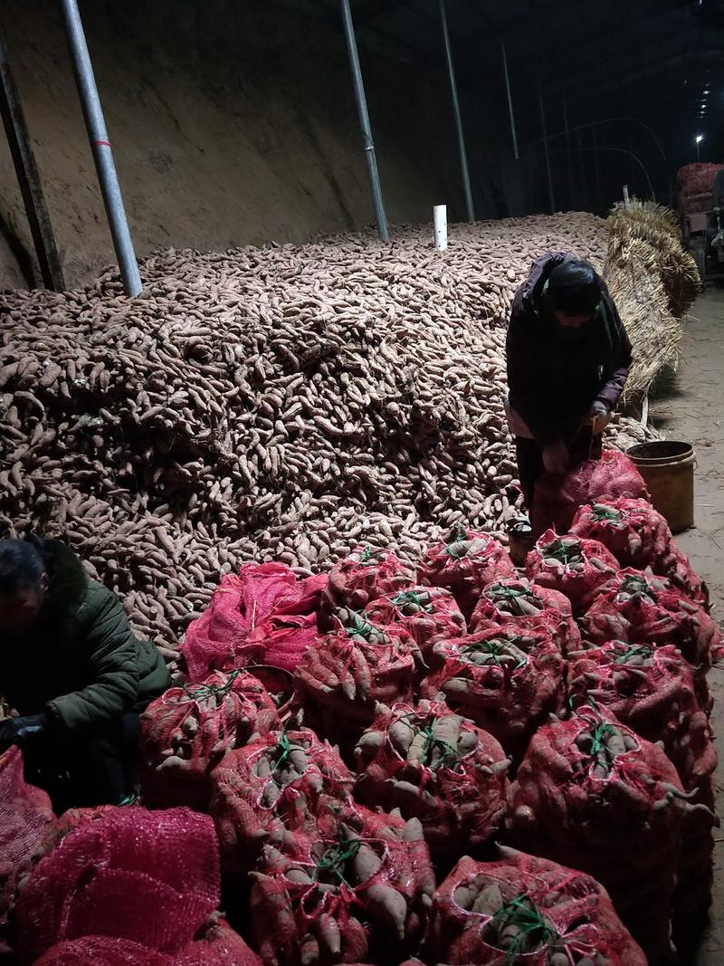 商薯19种薯，大量供应1到六两，麦茬地生茬地种植。