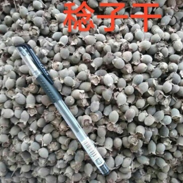 棯子干产地直销品质优良价格优惠欢迎选购