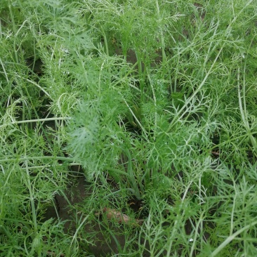 扁杆茴香，5000斤左右
