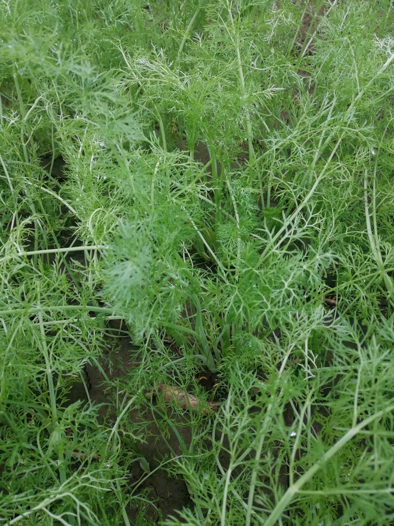 扁杆茴香，5000斤左右