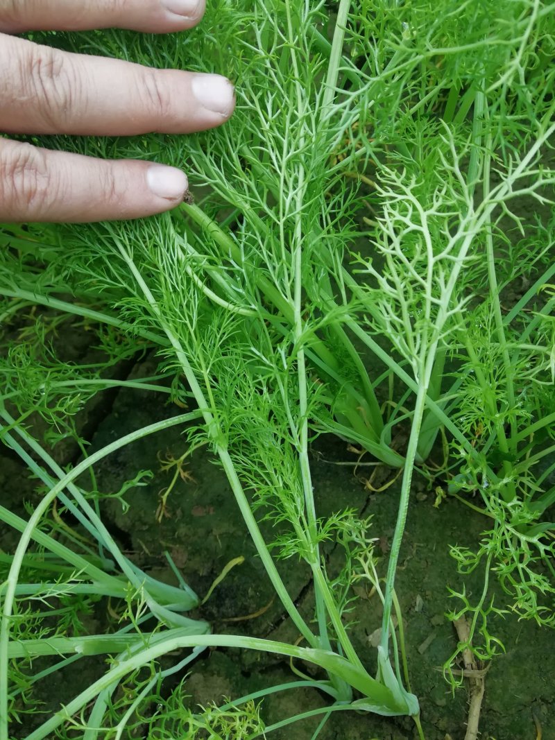 扁杆茴香，5000斤左右