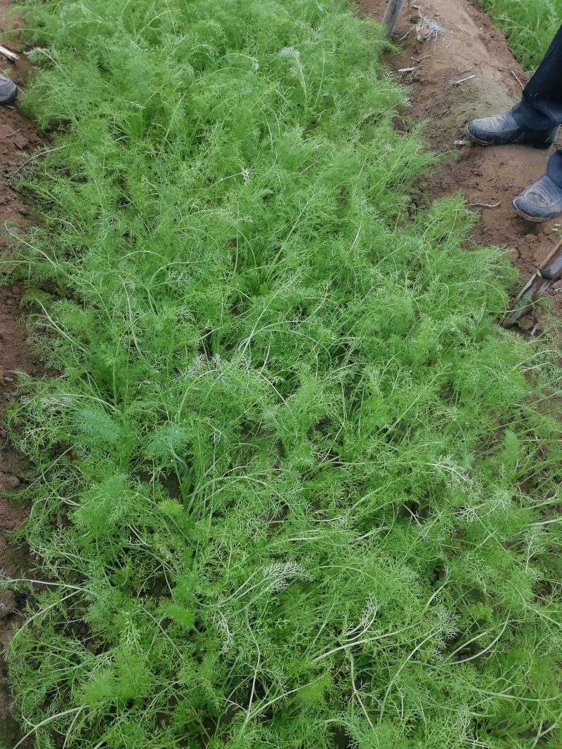 扁杆茴香，5000斤左右