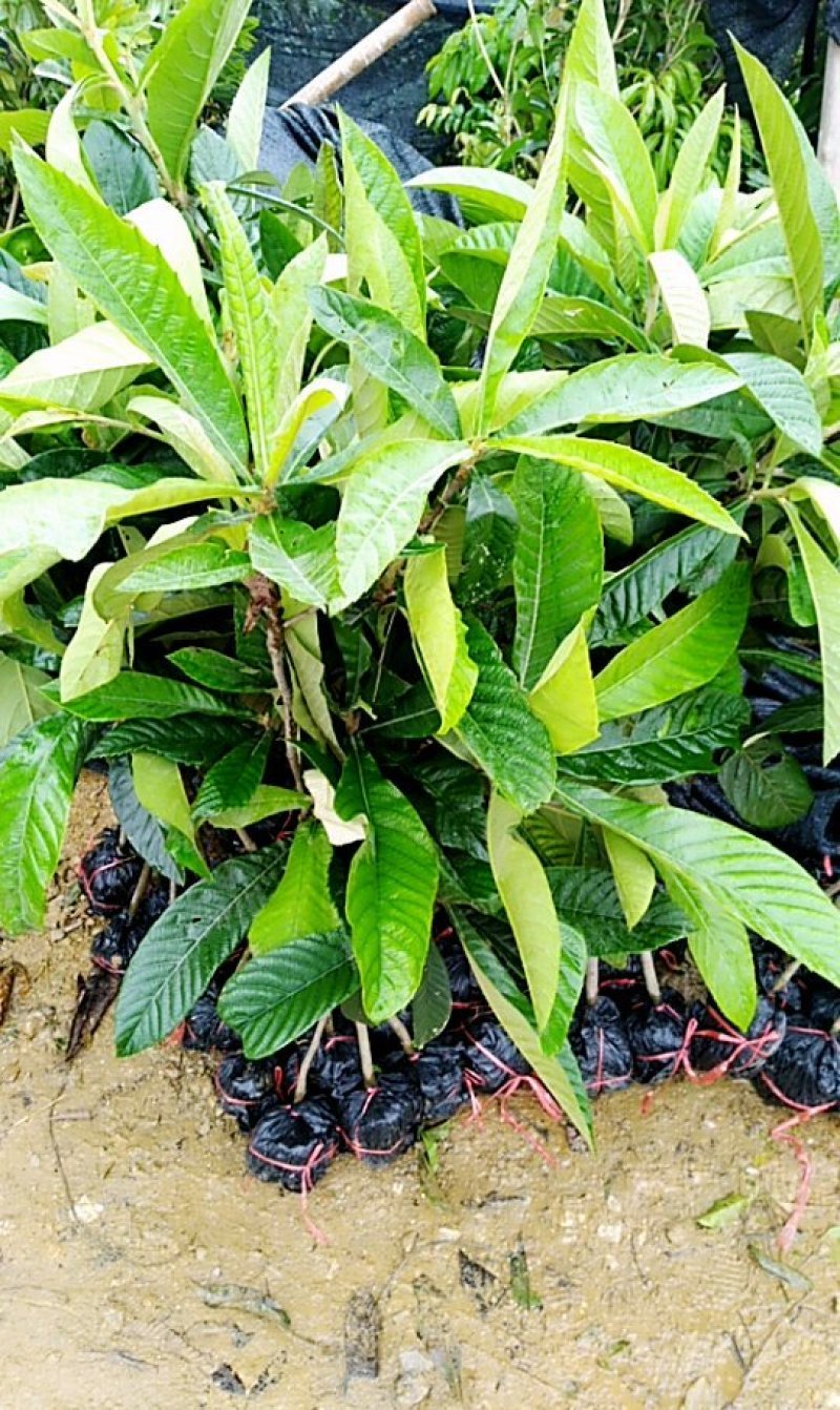 枇杷树苗30~50cm