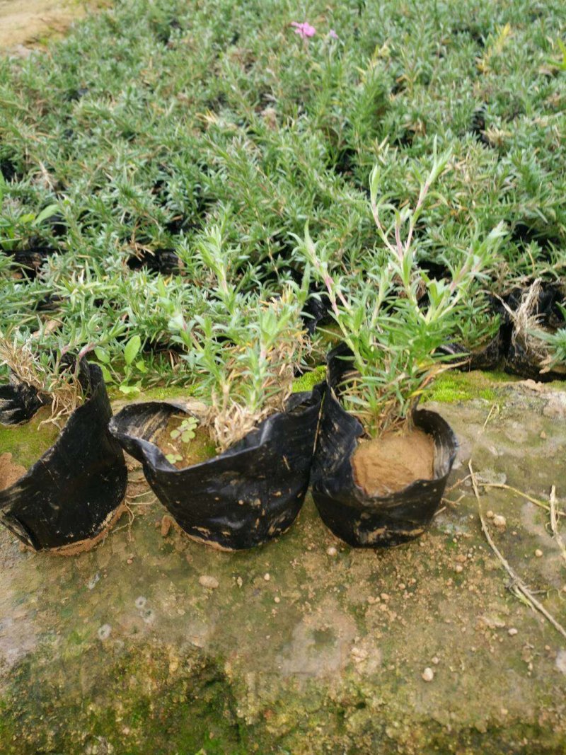 芝樱苗福禄考基地直供量大从优技术支持