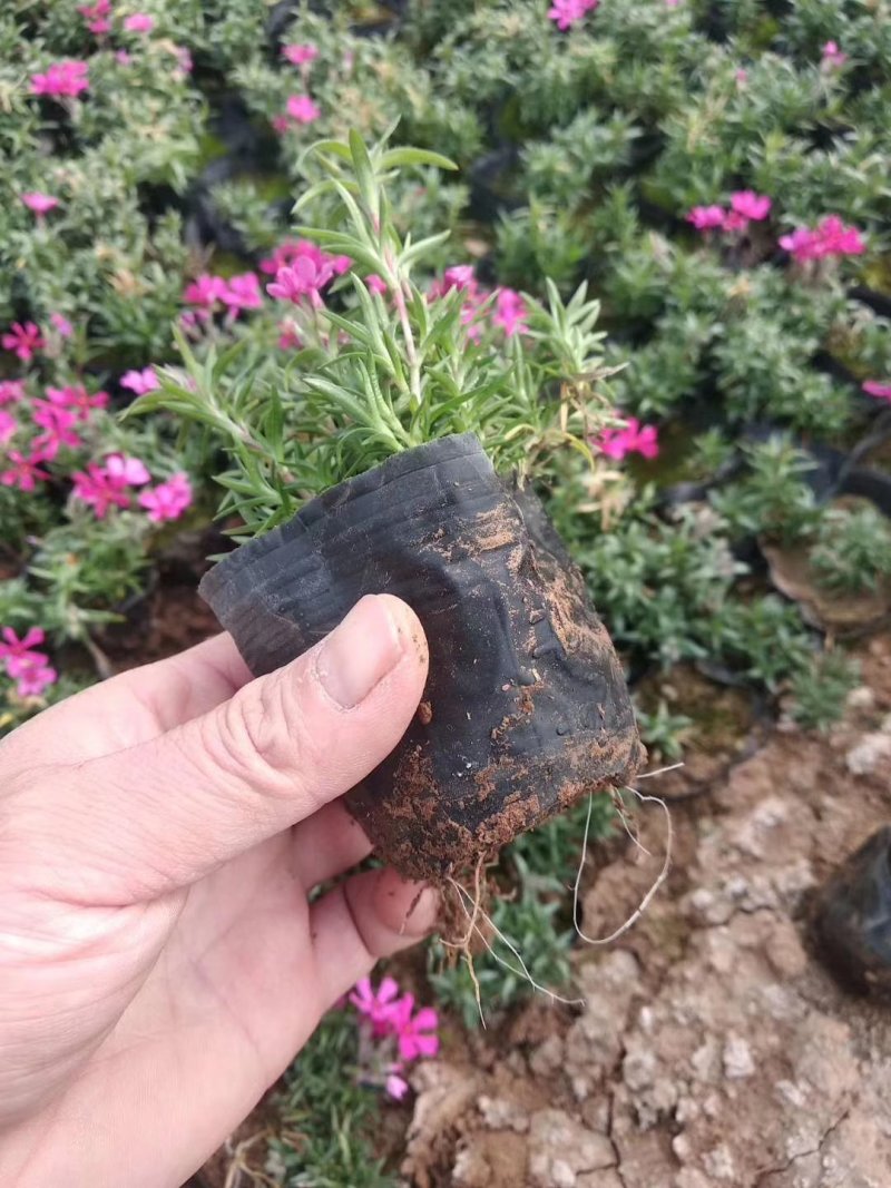 芝樱苗福禄考基地直供量大从优技术支持