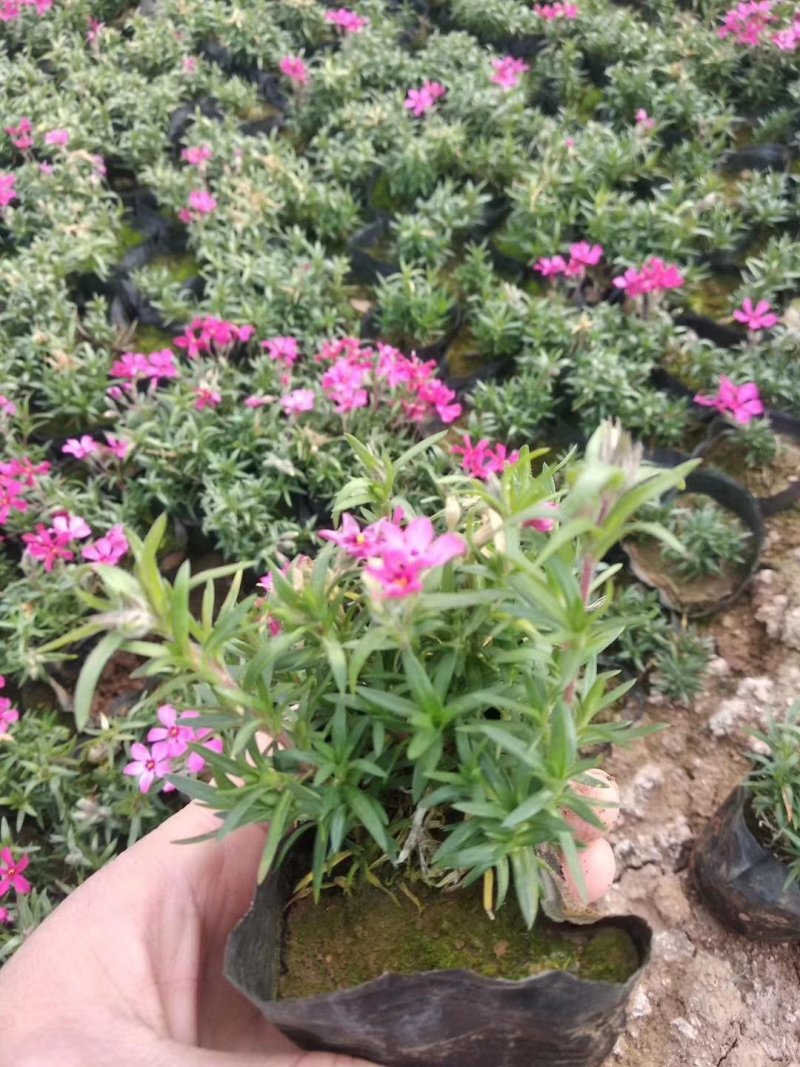 芝樱苗福禄考基地直供量大从优技术支持