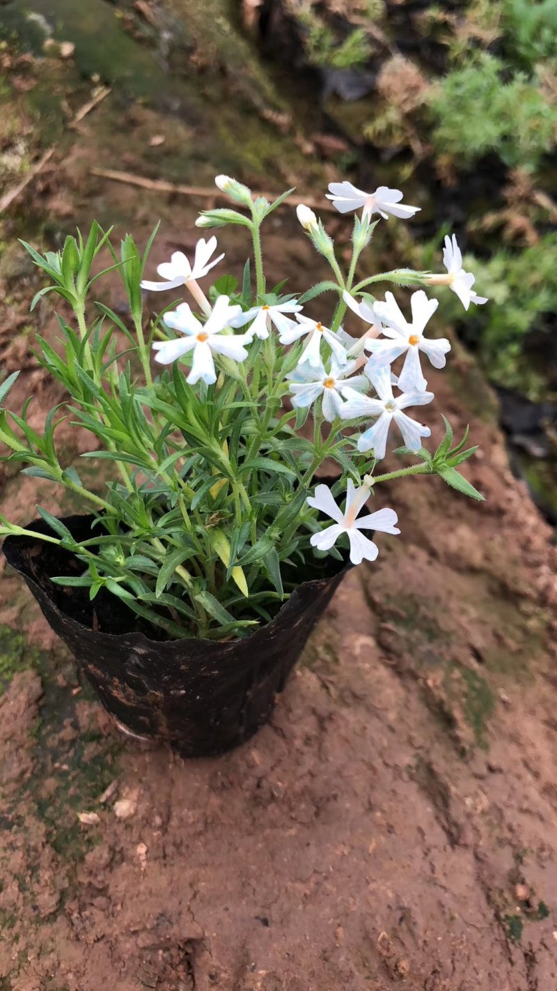 芝樱苗福禄考基地直供量大从优技术支持