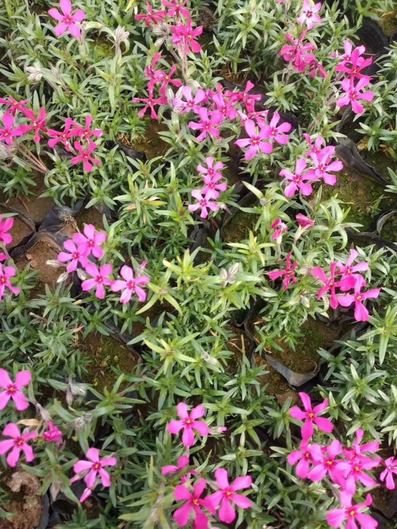 芝樱苗福禄考基地直供量大从优技术支持