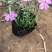 芝樱苗福禄考基地直供量大从优技术支持