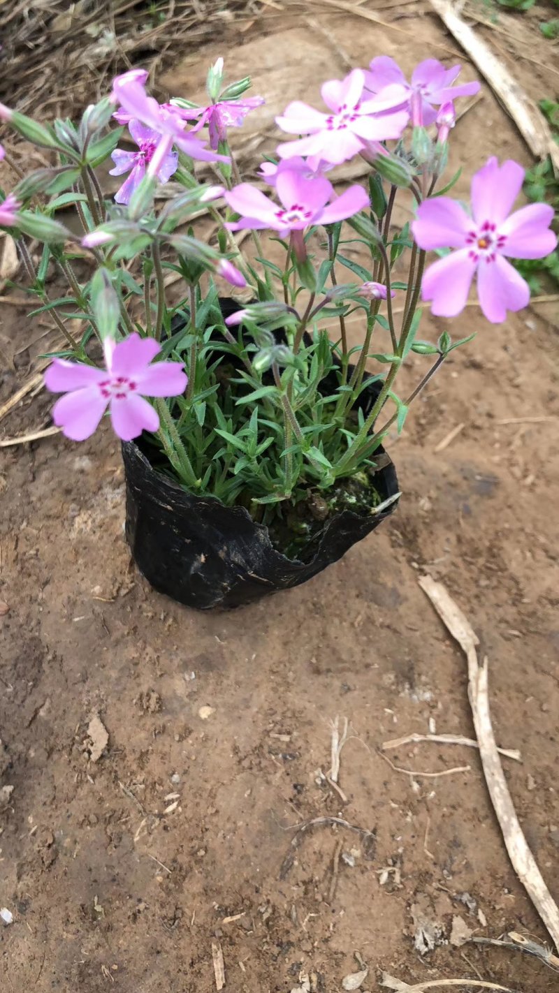 芝樱苗福禄考基地直供量大从优技术支持
