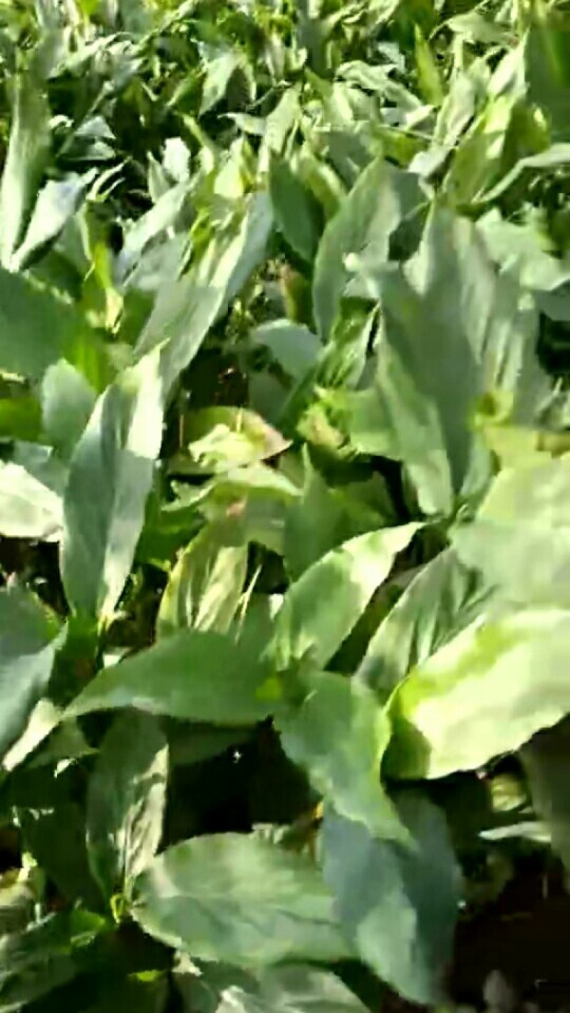 草果苗