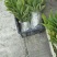 草果苗