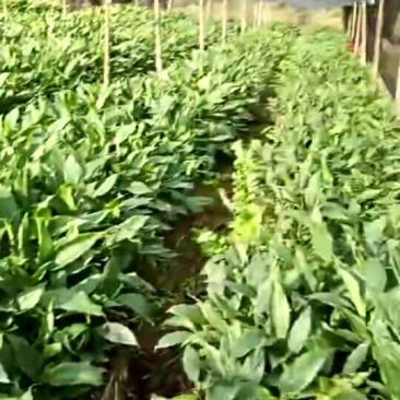 草果苗