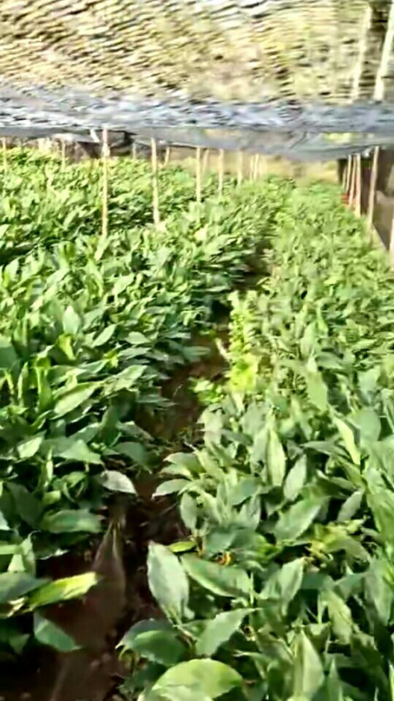 草果苗