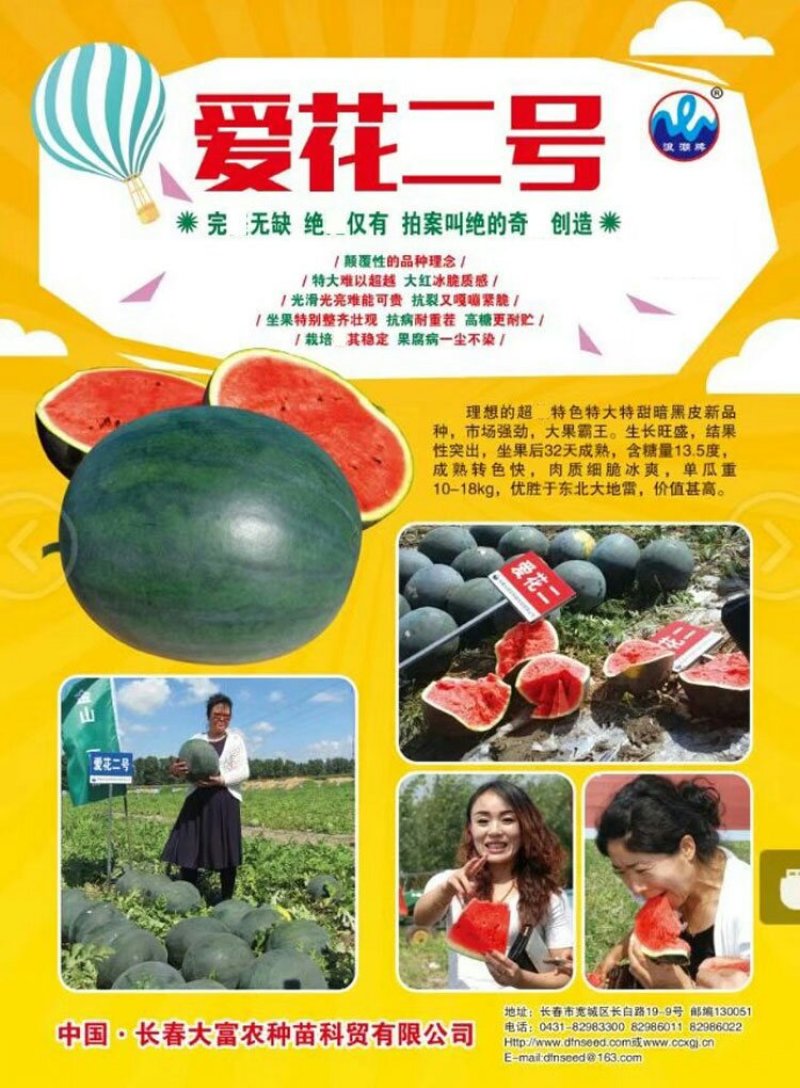 爱花二号黑皮西瓜种子皮薄坚韧大红瓤糖度高特抗重茬