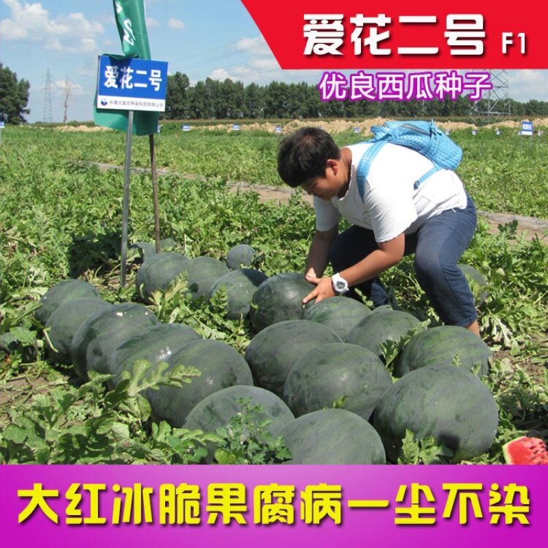 爱花二号黑皮西瓜种子皮薄坚韧大红瓤糖度高特抗重茬