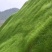 草坪种子