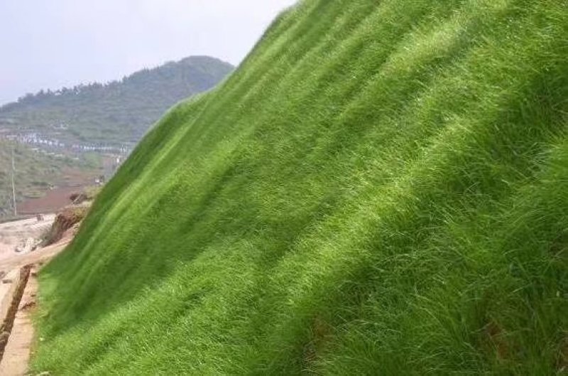 草坪种子