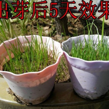 草坪种子