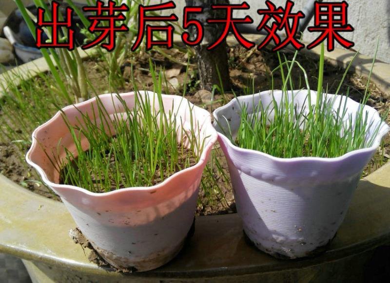 草坪种子