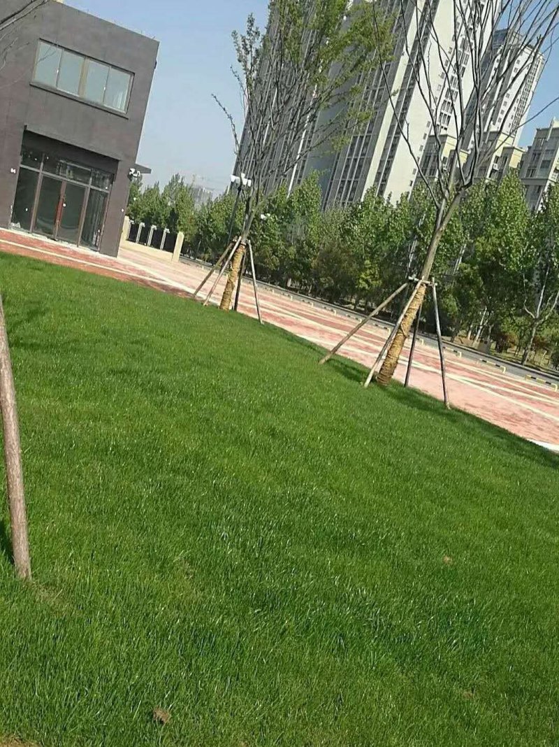 草坪种子