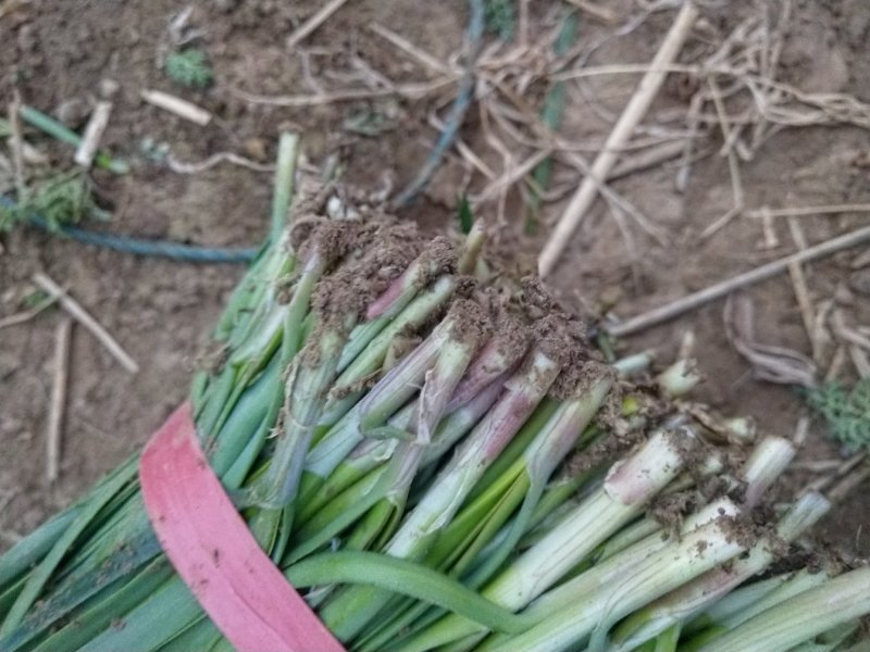 头刀红根韭菜上市了