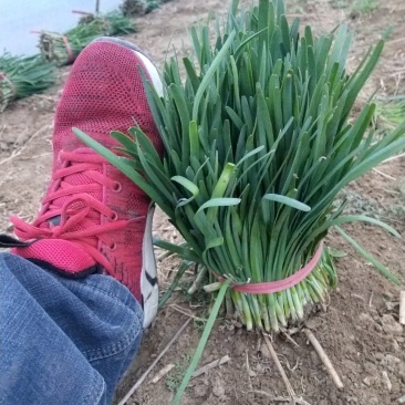 头刀红根韭菜上市了