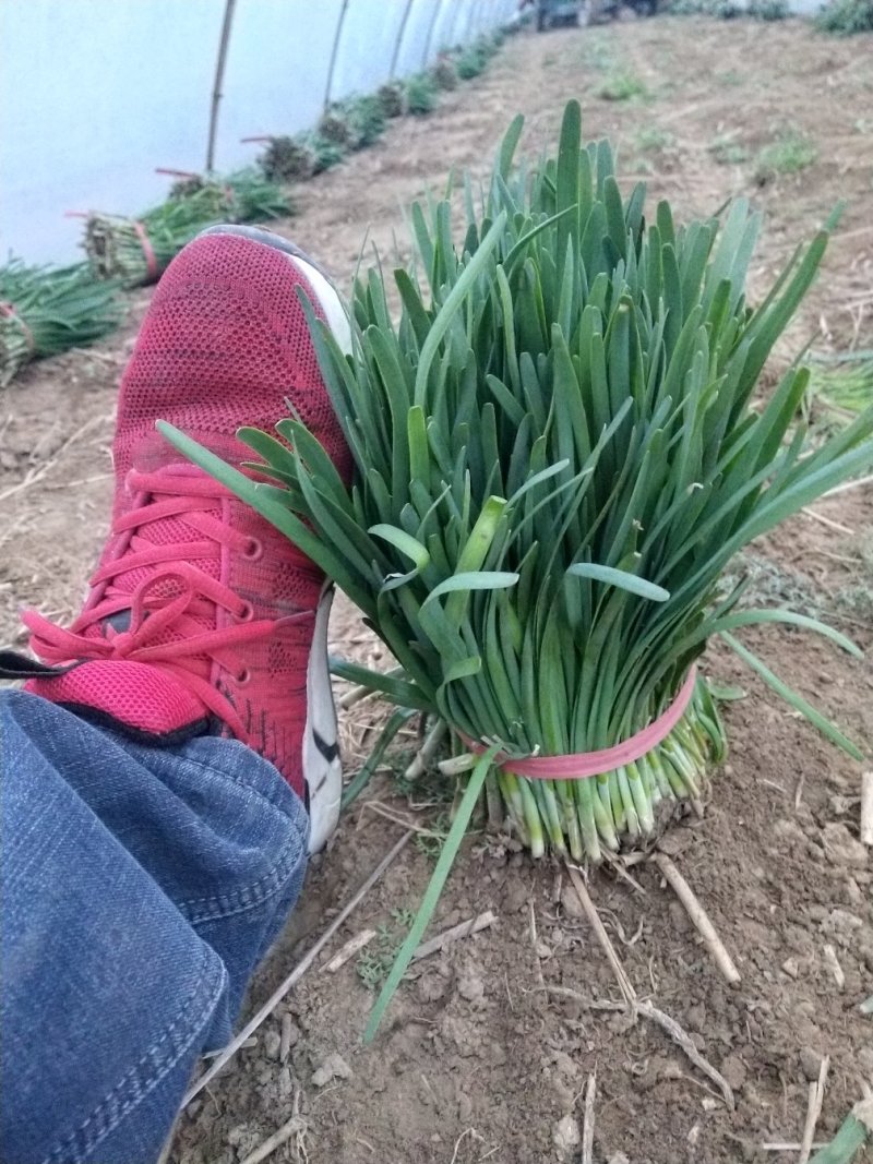 头刀红根韭菜上市了