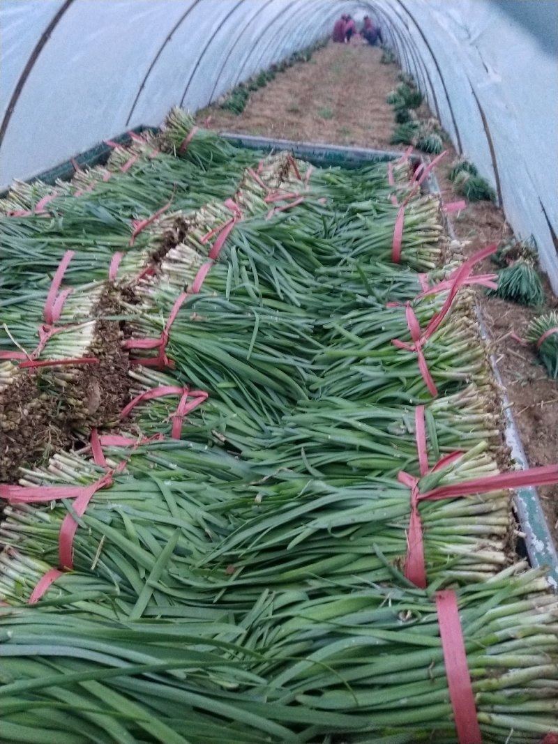 头刀红根韭菜上市了