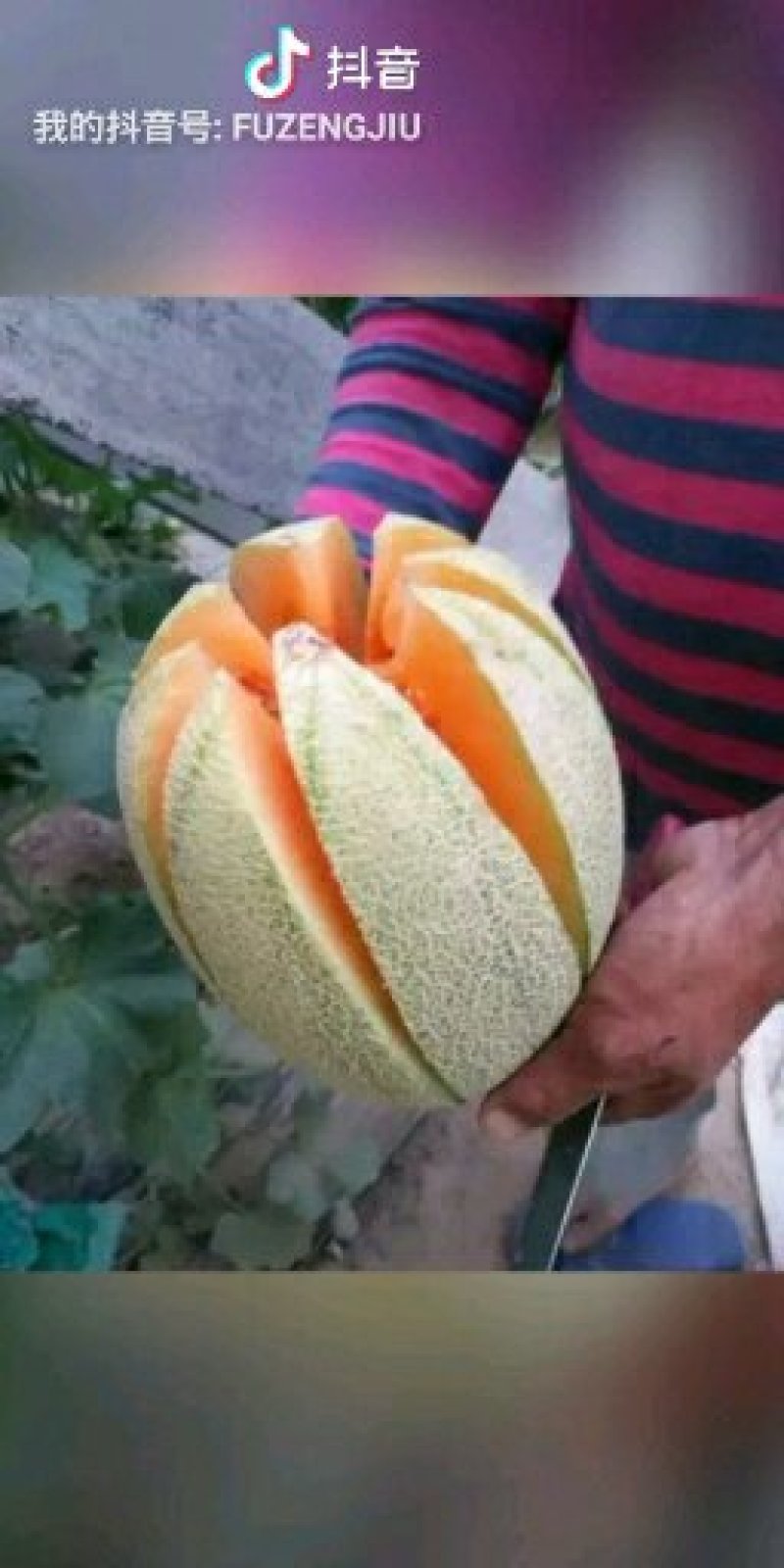 哈密瓜种苗