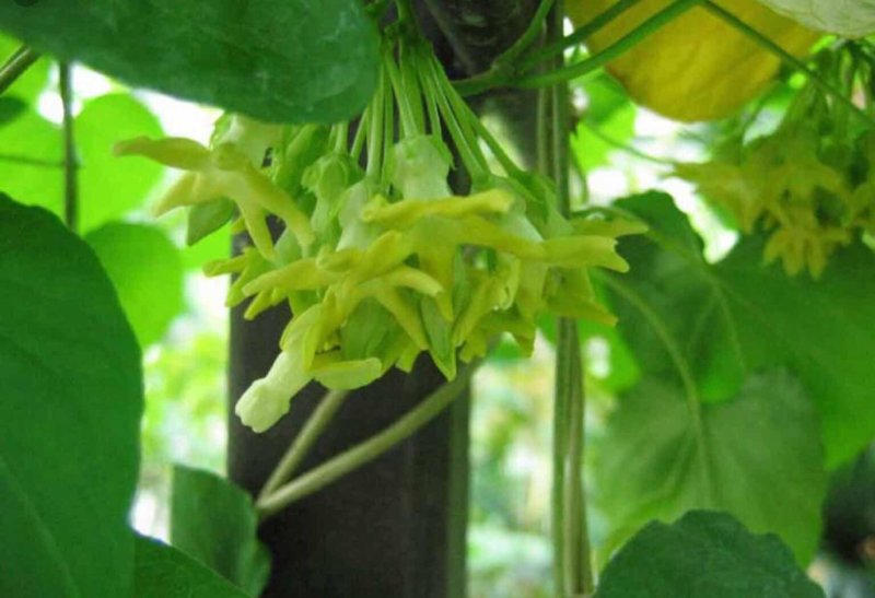 天莉花