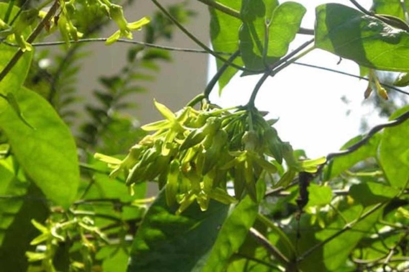 天莉花